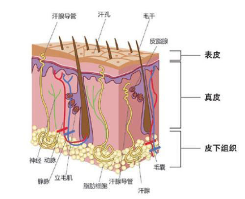 发际线种植