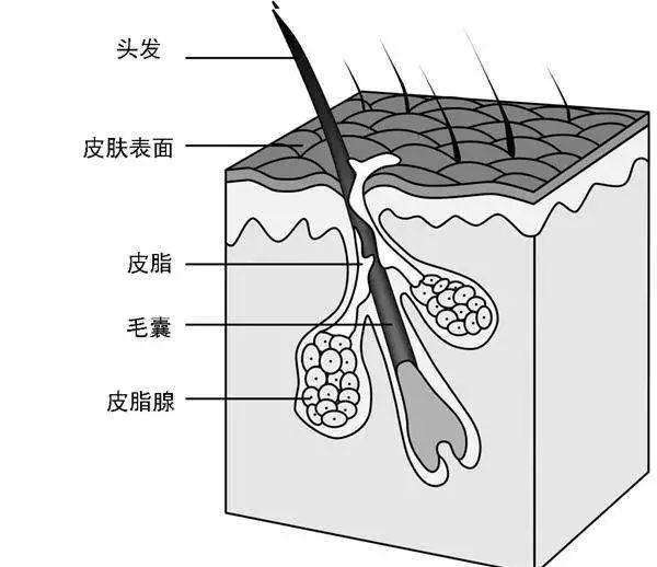 毛囊